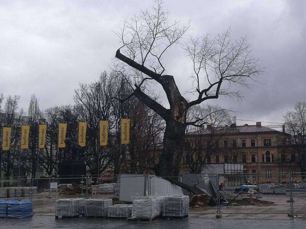 Baobab na placu Litewskim w Lublinie