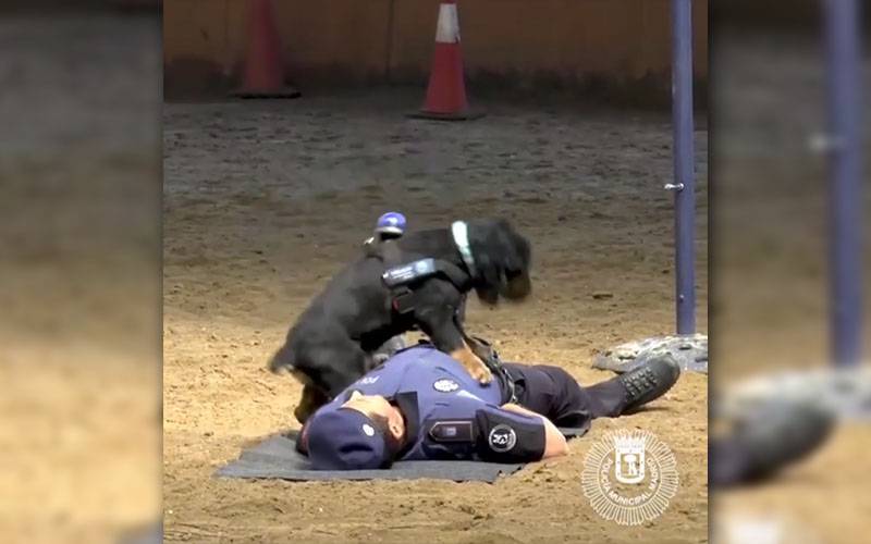 pancho dog cpr