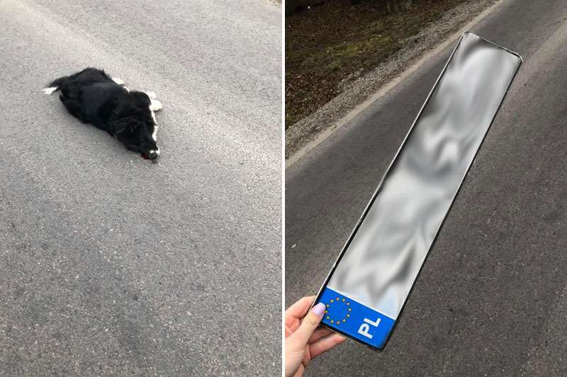 potrącił śmiertelnie psa zgubił tablicę rejestracyjną