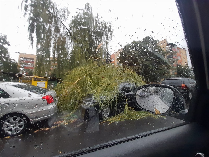 Powalone drzewo na zaparkowane przy ulicy auta
