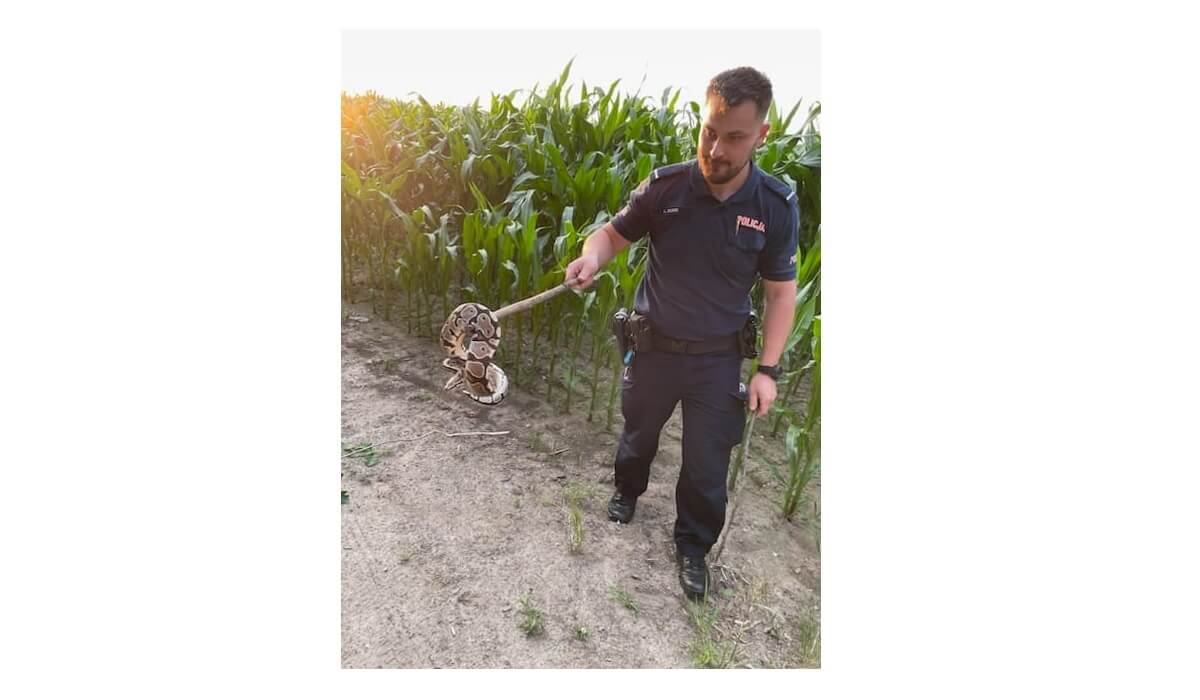 Policjant z wężem na patyku 