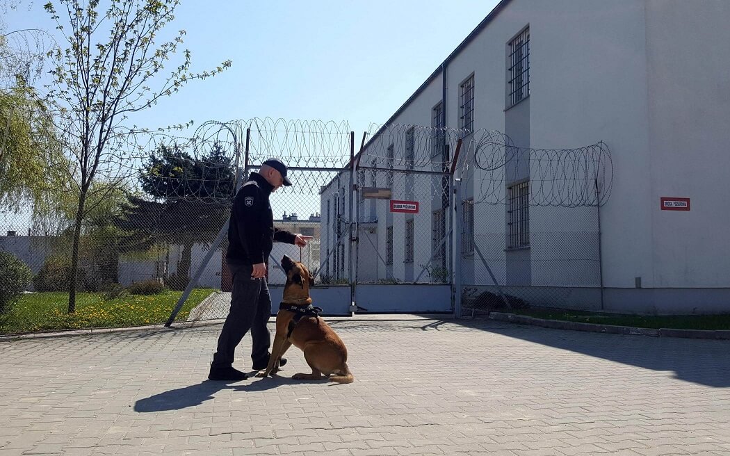 funkcjonariusz służby więziennej z psem a służbie