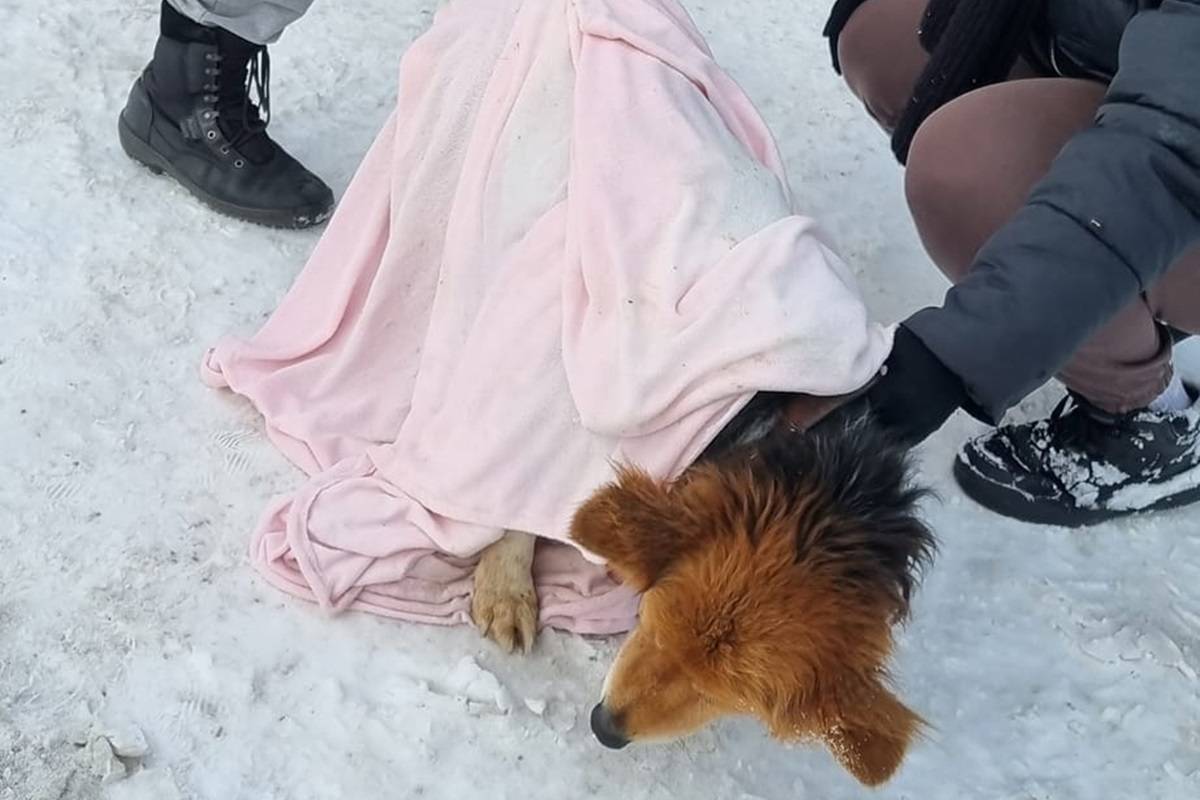 Strażacy uratowali psa z zamarzniętego stawu w Markuszowie