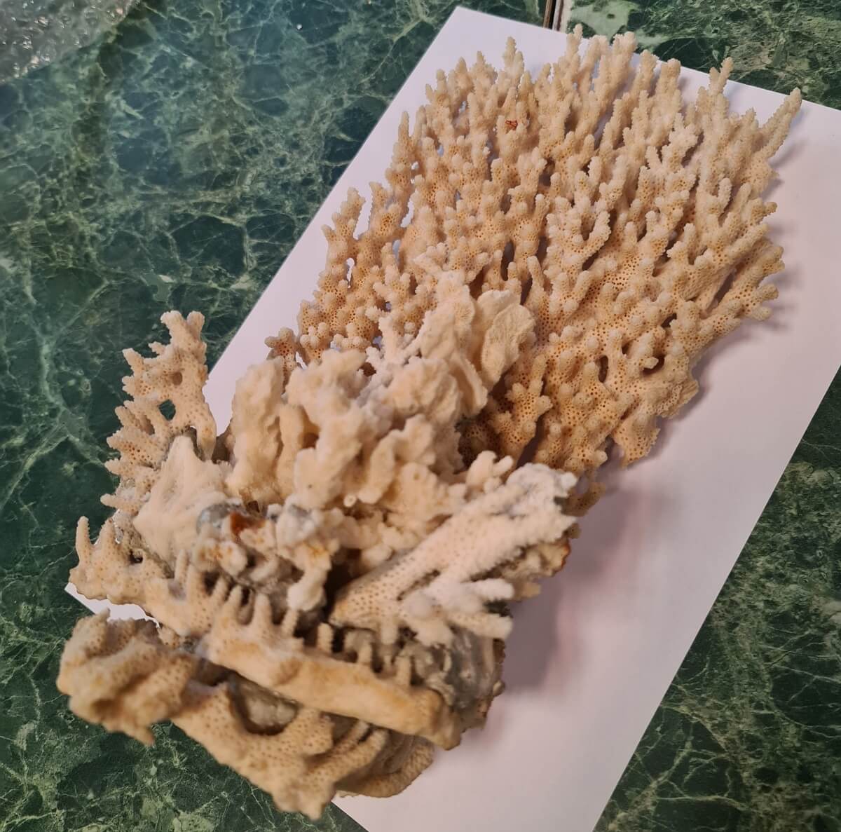 fragment rafy koralowej