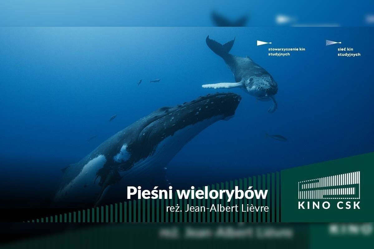 grafika Kino CSK - Pieśni wielorybów