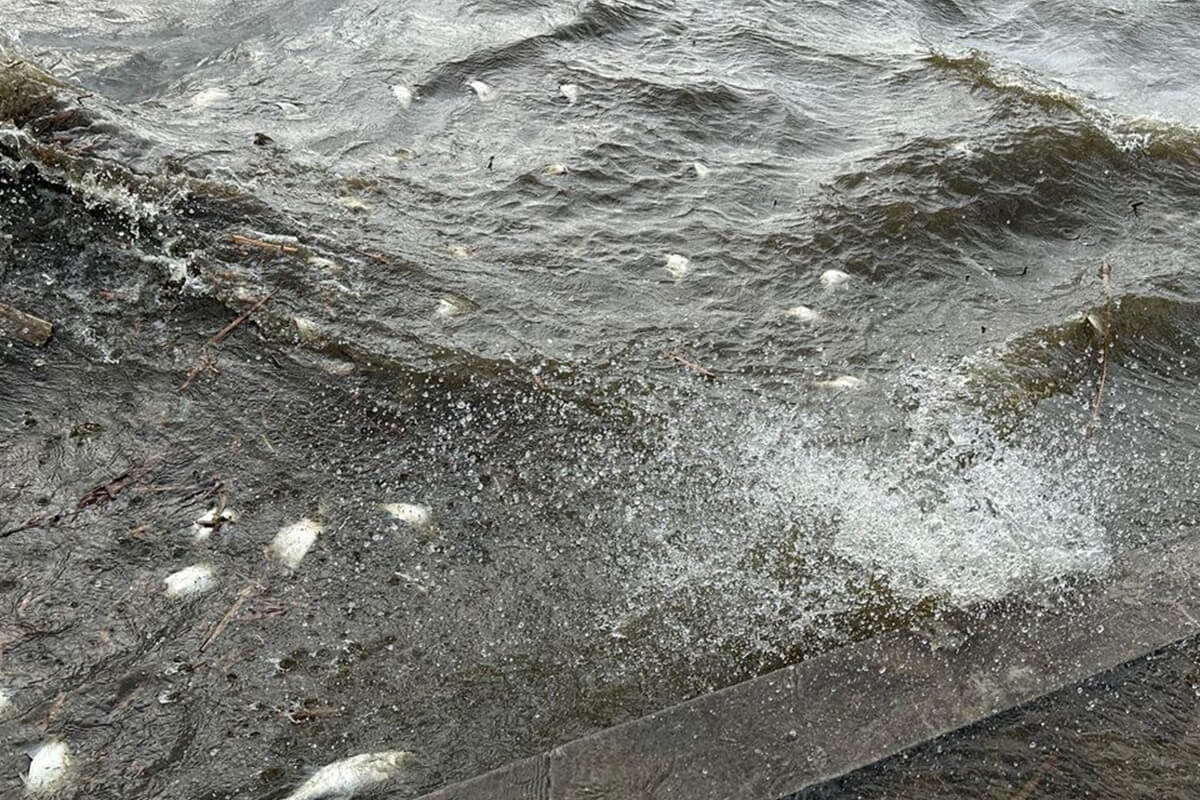 Martwe ryby w Zalewie Zemborzyckim