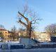 Baobab na Placu Litewskim w Lublinie