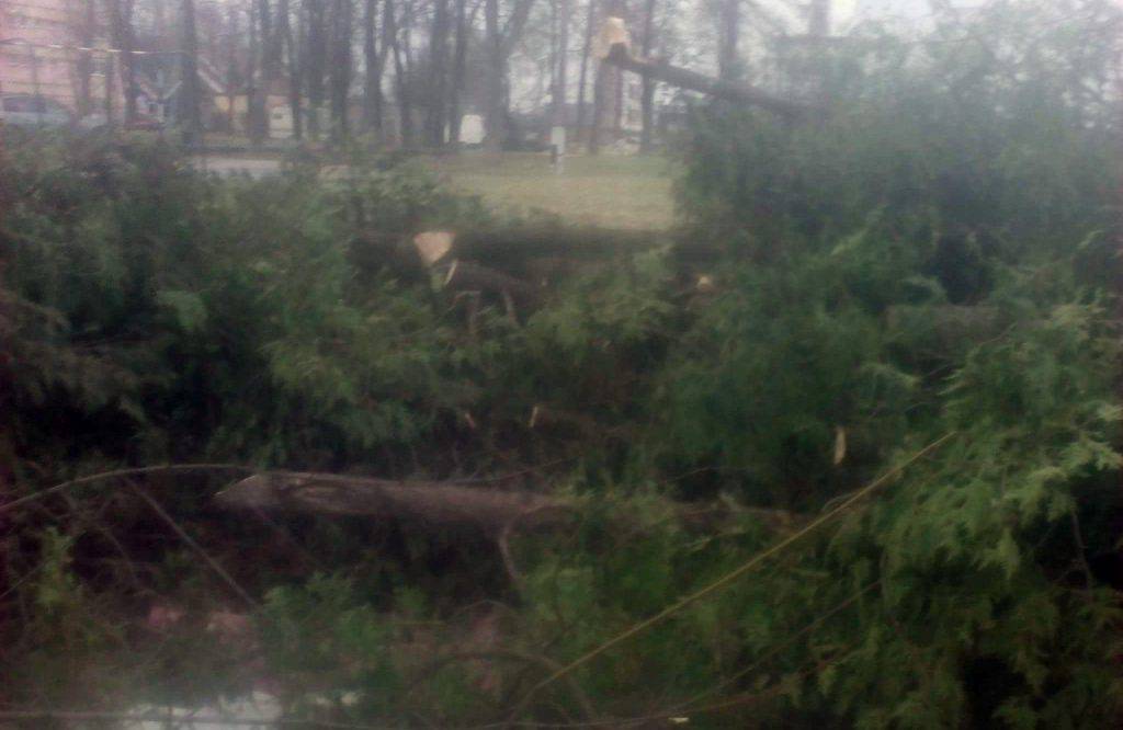 Wycinka drzew przy IX LO w Lublinie. Szkoła uspokaja (zdjęcia)
