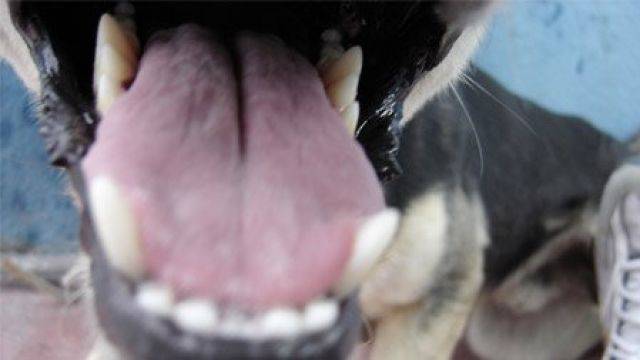 Suchowola: Pies śmiertelnie pogryzł 78-letnią właścicielkę