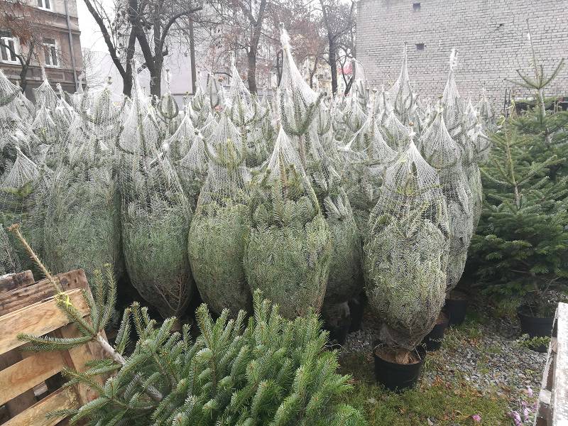 W Lublinie już Boże Narodzenie? Można już kupić choinki lub karpia