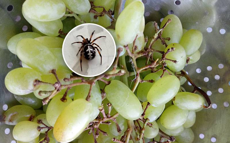pająk w winogronach auchan