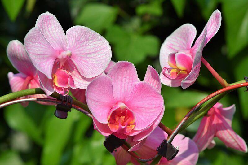 orchids 3392819 1280