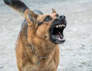 pies zły wściekłość agresywny