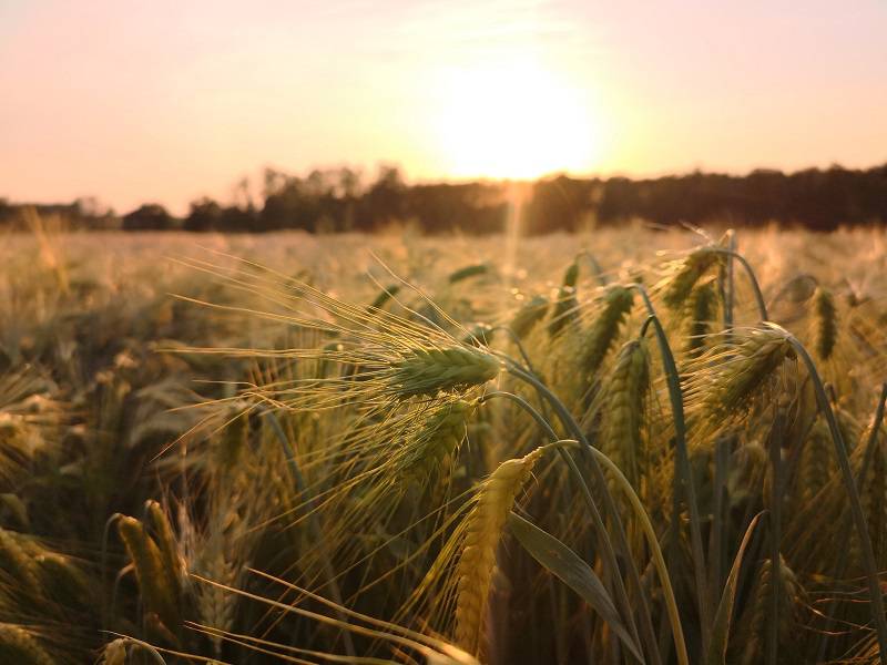 Powszechny Spis Rolny 2020. Obowiązkowi podlega 190 tys. gospodarstw rolnych z regionu