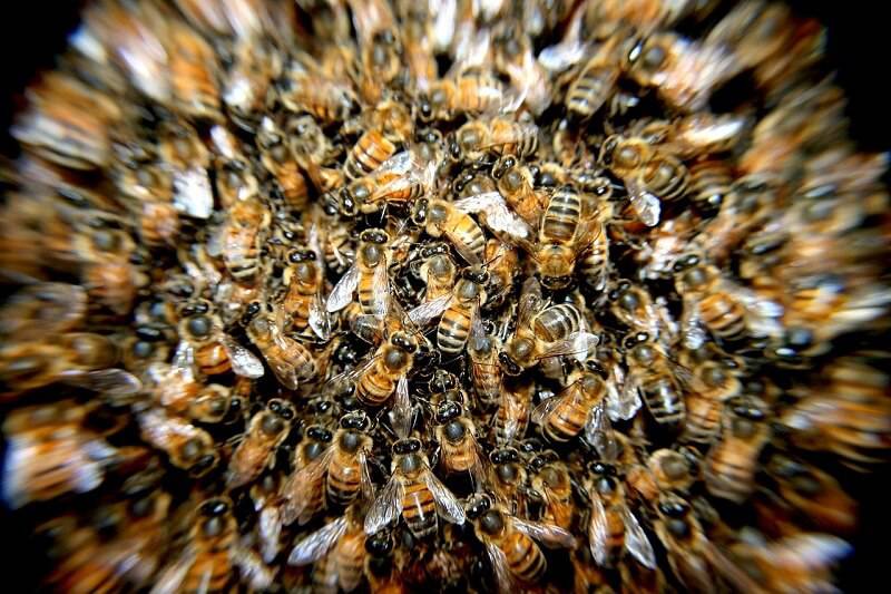 pszczoły ul