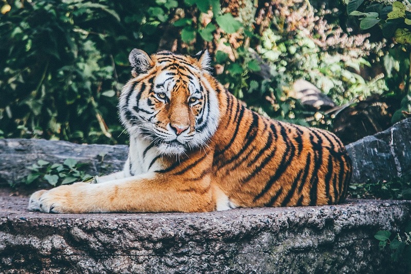 tygrys zoo