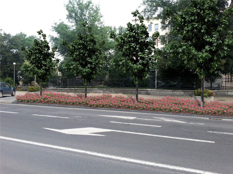 krakowskie przedmieście drzewa kwiaty miejsce parkingowe 2