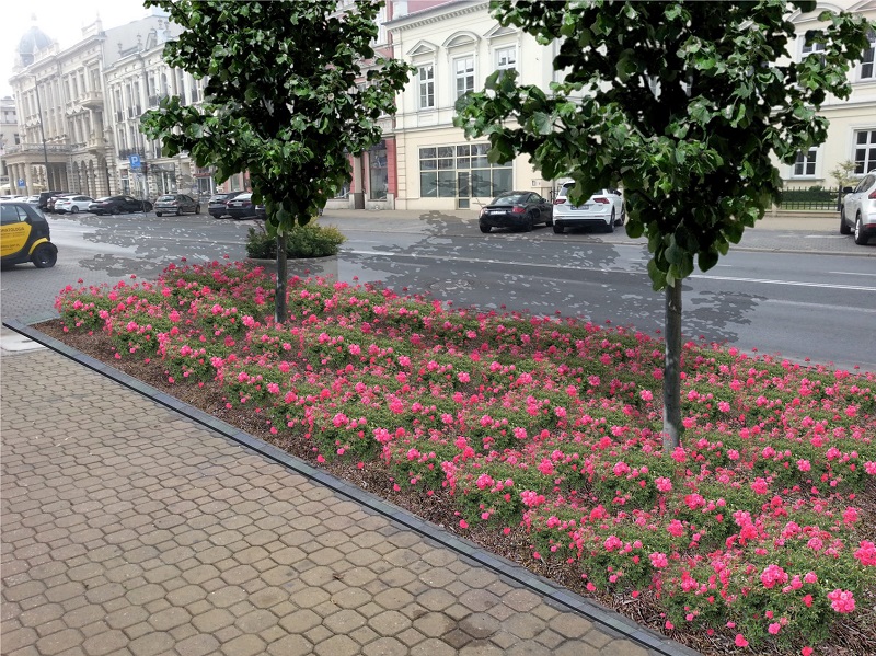 krakowskie przedmieście drzewa kwiaty miejsce parkingowe