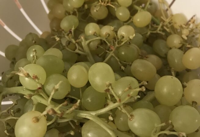 winogron bezpestkowy stokrotka