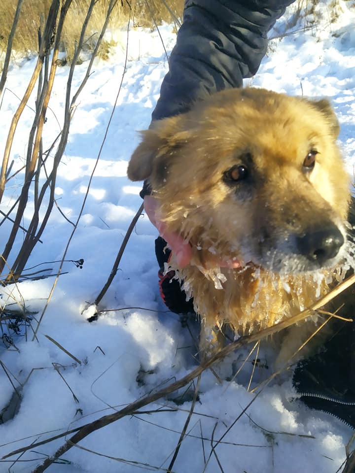 Wyłowiony pies z rzeki Czerniejówka | fot. czytelniczka Anita