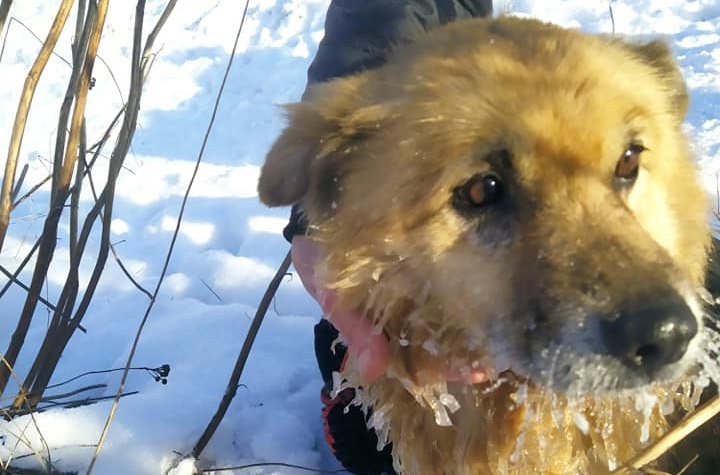 Wyłowiony pies z rzeki Czerniejówka | fot. czytelniczka Anita