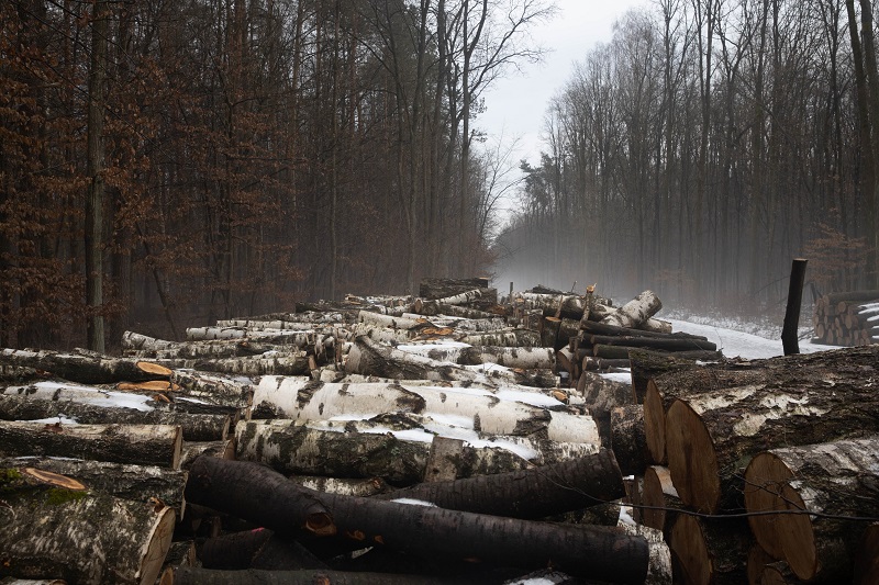 Aktywiści Extinction Rebellion Lublin (XR) domagają się zaprzestania wycinki drzew w Starym Gaju