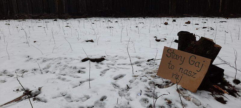 Aktywiści  Extinction Rebellion Lublin (XR) domagają się zaprzestania wycinki drzew w Starym Gaju