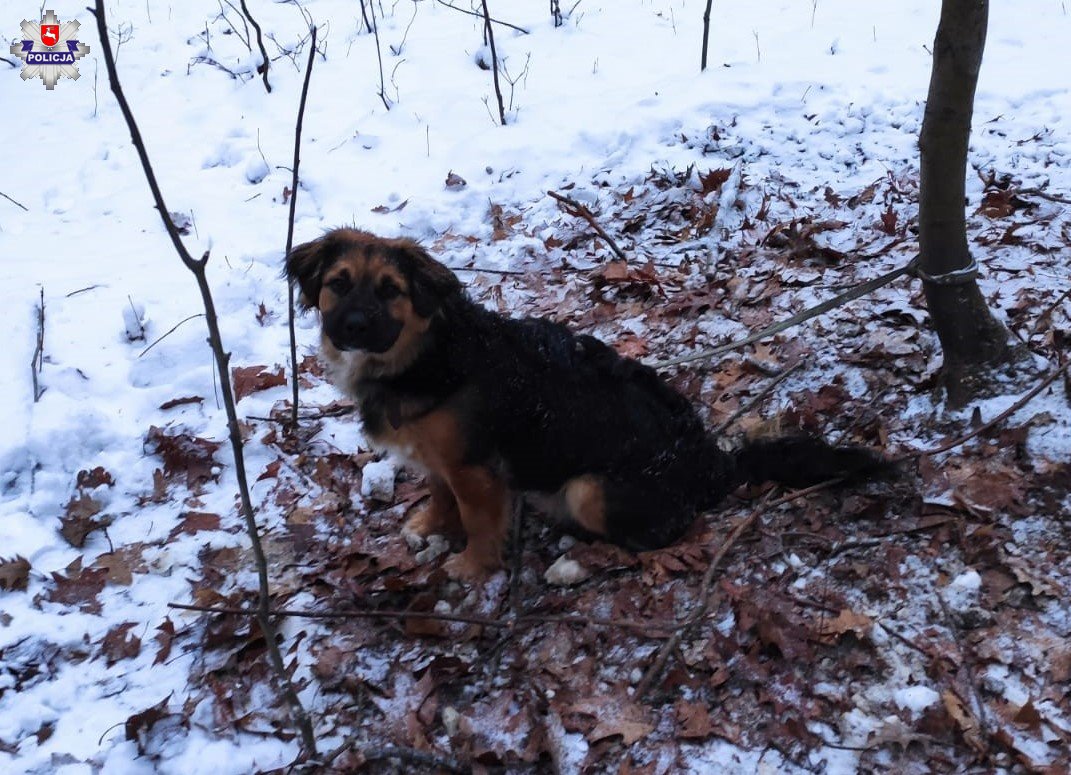 Przywiązał psa do drzewa i zostawił w lesie | fot. KPP Łuków