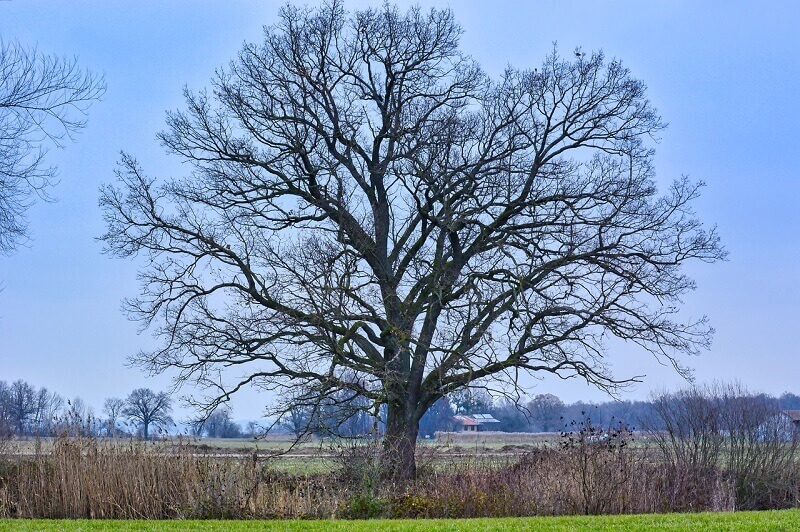drzewo na polu