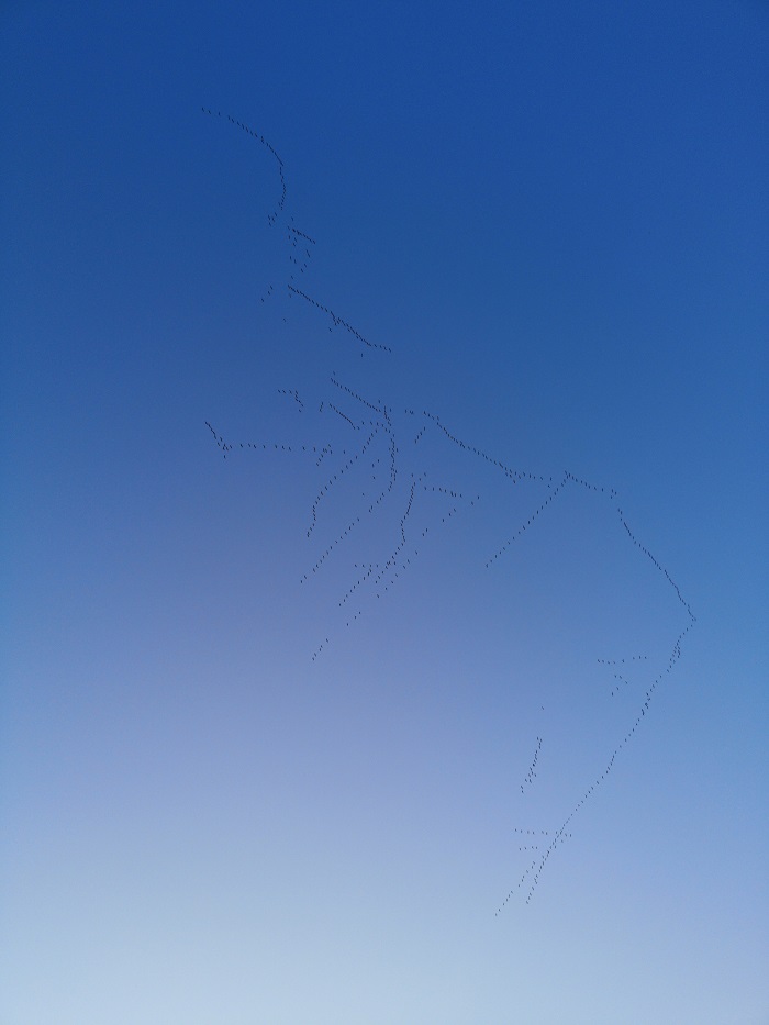 Przelot żurawi nad powiatem lubelskim