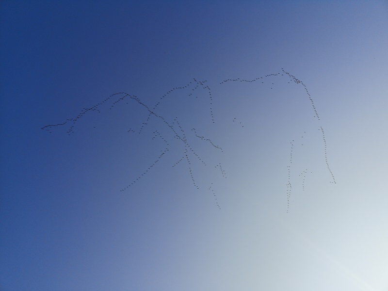 Przelot żurawi nad powiatem lubelskim
