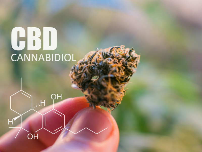 Cała prawda na temat medycznej marihuany – obalamy mity, cz. I 1 marihuana medyczna cbd
