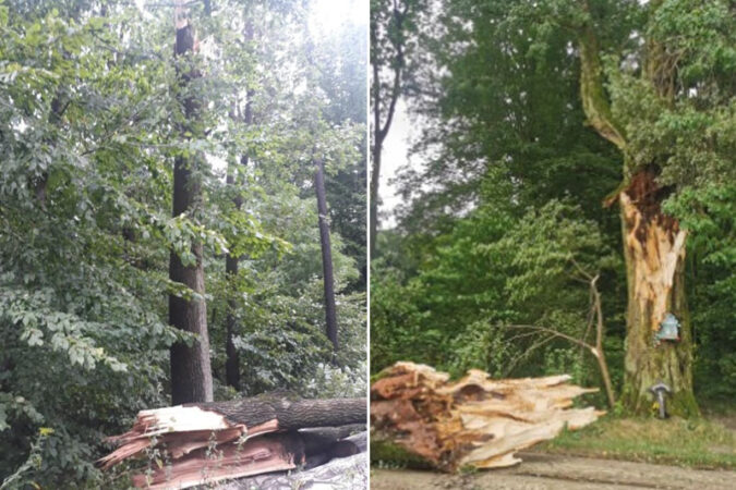 Połamane drzewa w lasach Stary Gaj i Dębówk
