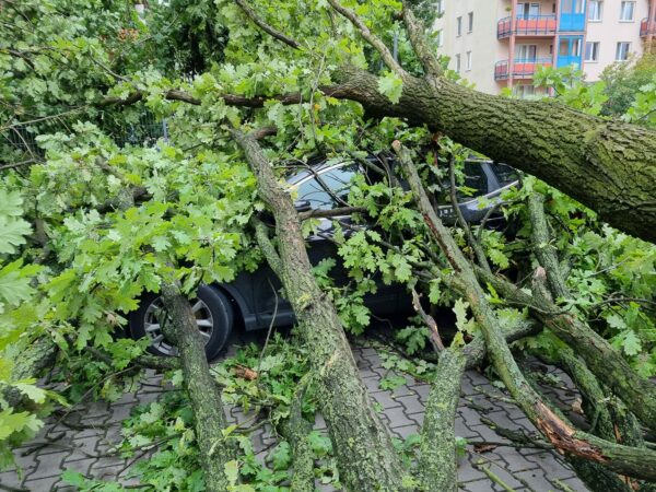 Samochód uszkodzony przez powalone drzewo na ul. Agatowej