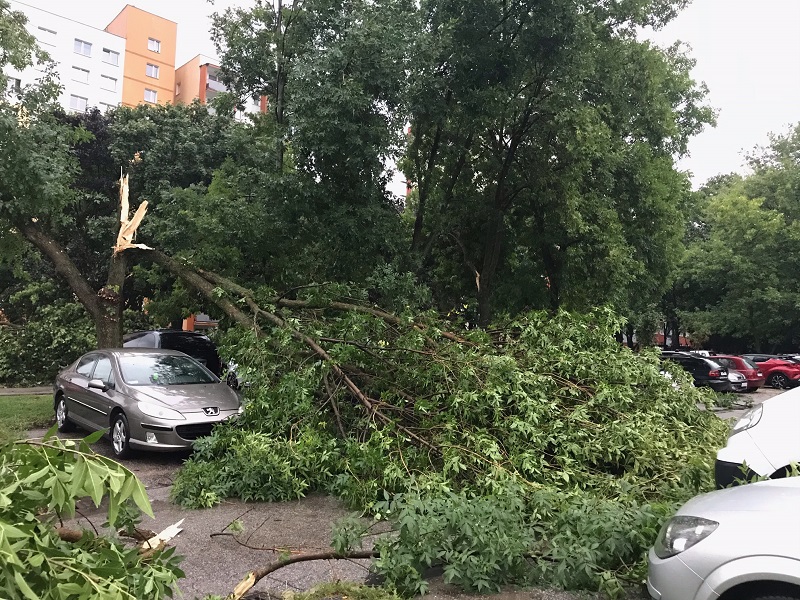 Powalone drzewa przygniotły samochody na ul. Paderewskiego na Czechowie