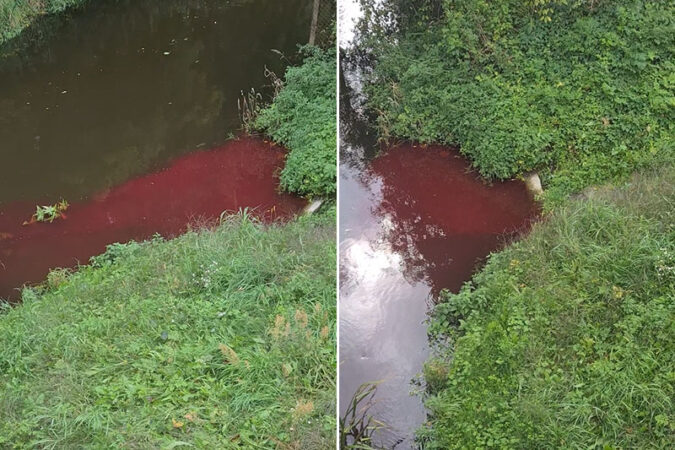 Brunatna substancja w rzece Krzna