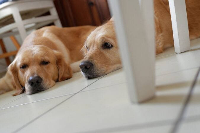 psy leżące na podłodze w kuchni