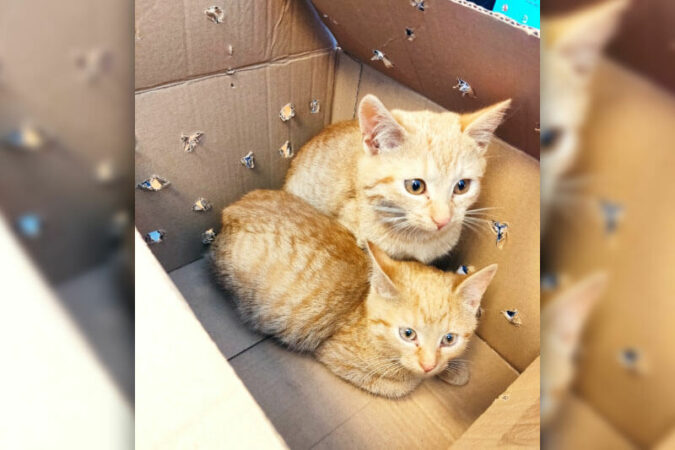 Dwa koty znalezione w śmietniku
