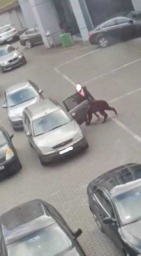 Alpaka stawia opór podczas próby wepchnięcia jej przez kobietę do auta