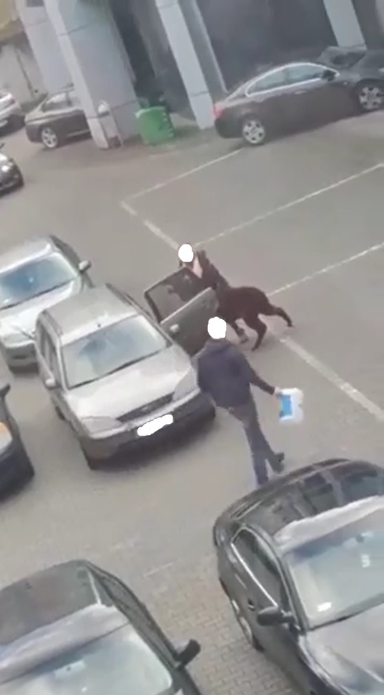 Obok przechodzi mężczyzna, który postanawia pomóc kobiecie wepchnąć alpakę na tylną kanapę auta