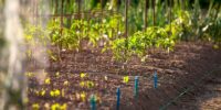 Co to jest Food Forest? Jak zrobić las żywności?