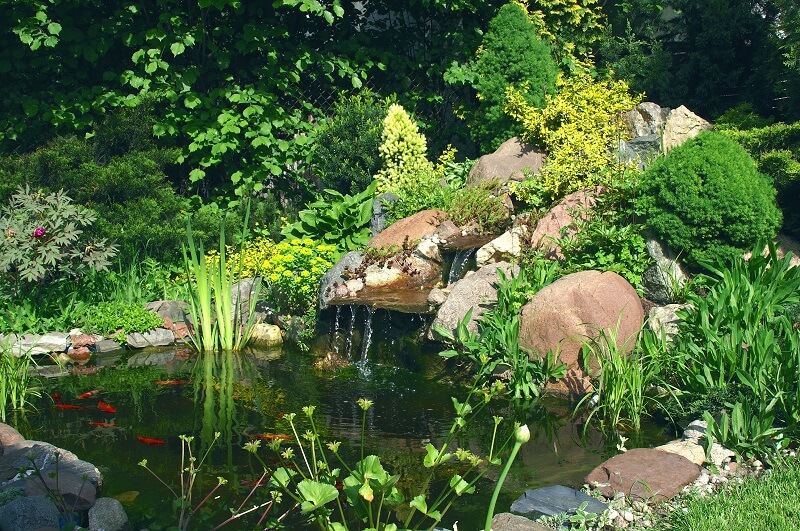 Oczko wodne w ogrodzie
