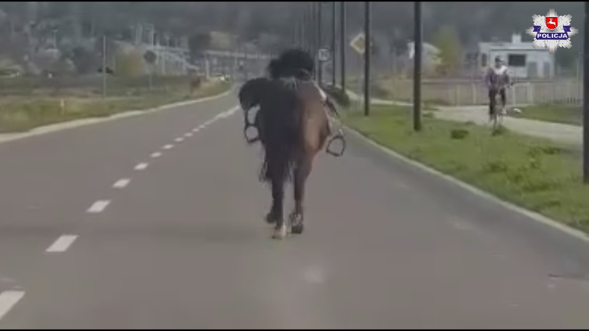 Galopujący koń po ulicach Świdnika