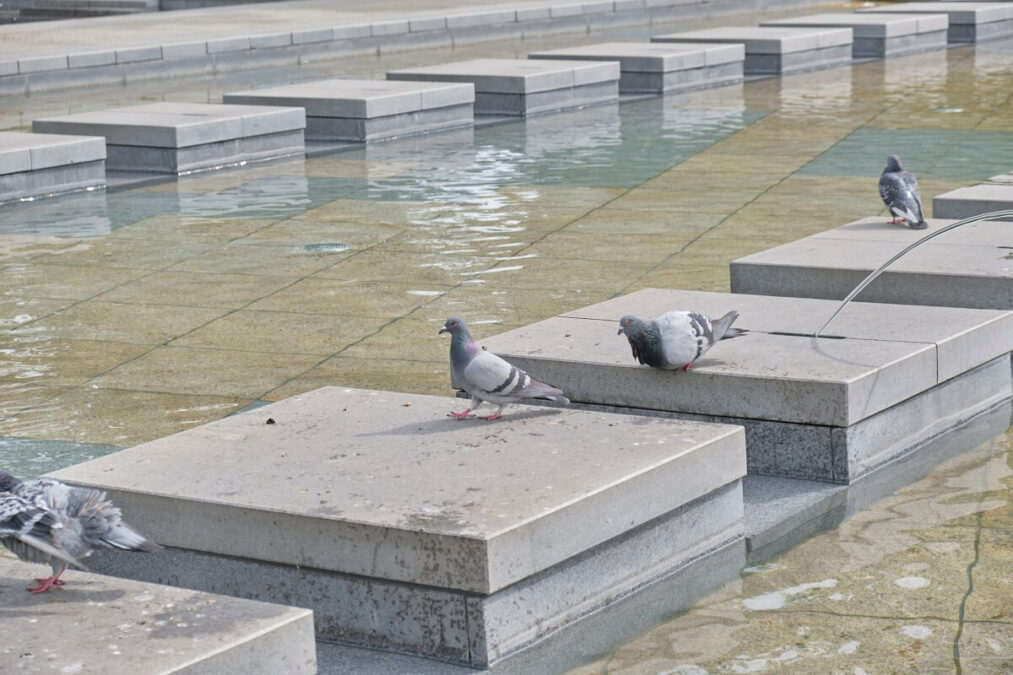 Kąpiel gołębi w fontannie na placu Litewskim