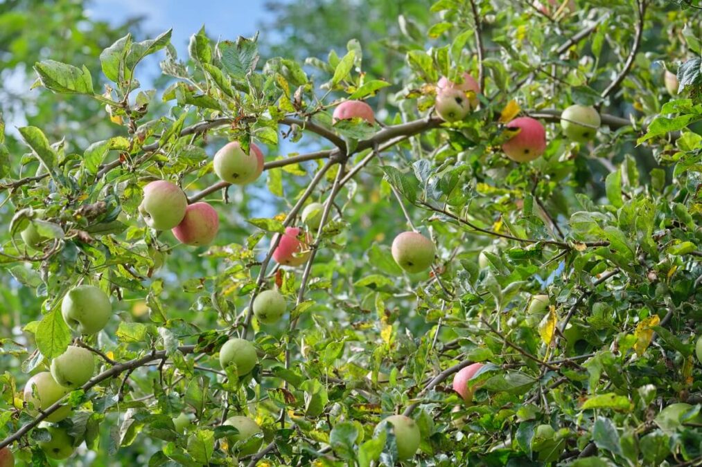 Dzikie drzewa owocowe w Lublinie — jabłka