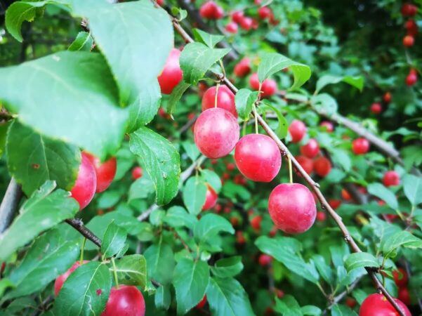 Dzikie drzewa owocowe w Lublinie — czerwone mirabelki