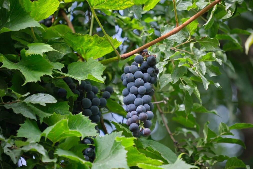 Dzikie krzewy owocowe w Lublinie — winogrono ciemne