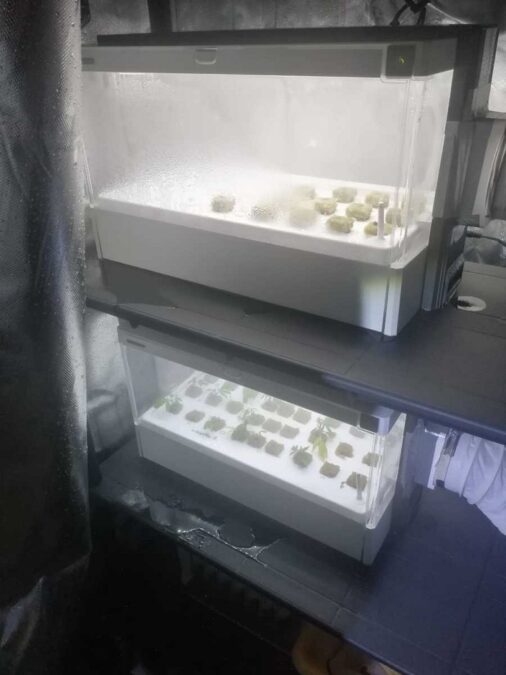 Inkubator do roślin konopi