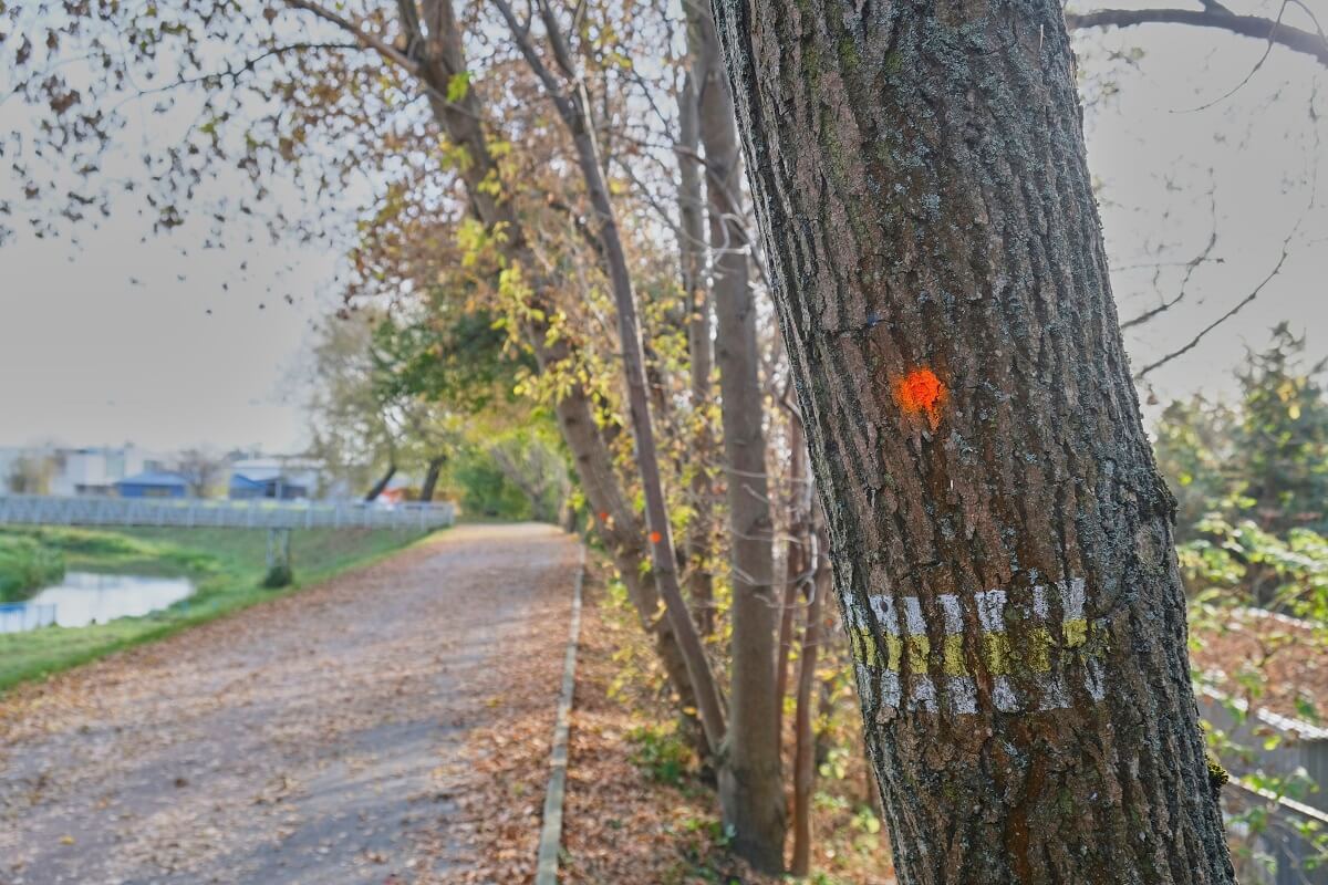 Naznaczone drzewa wzdłuż ścieżki rowerowej przy Bystrzycy