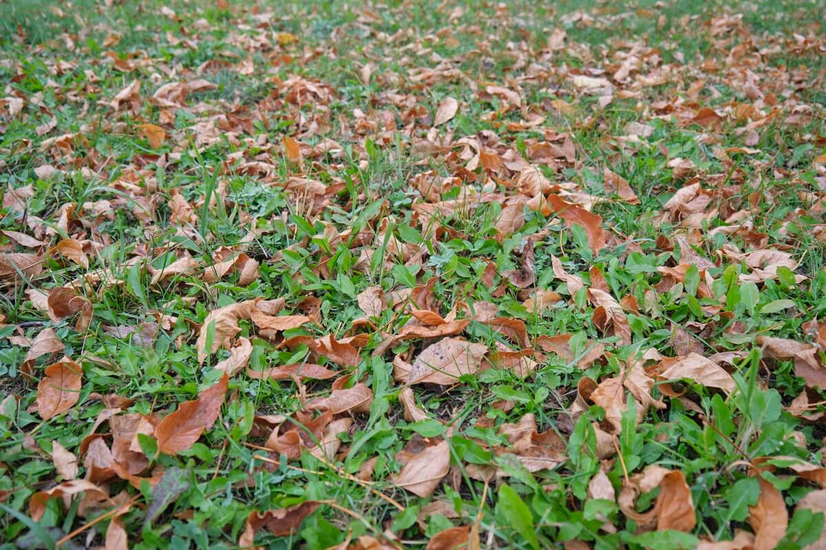 Uschnięte liście na trawie pod drzewem jesień